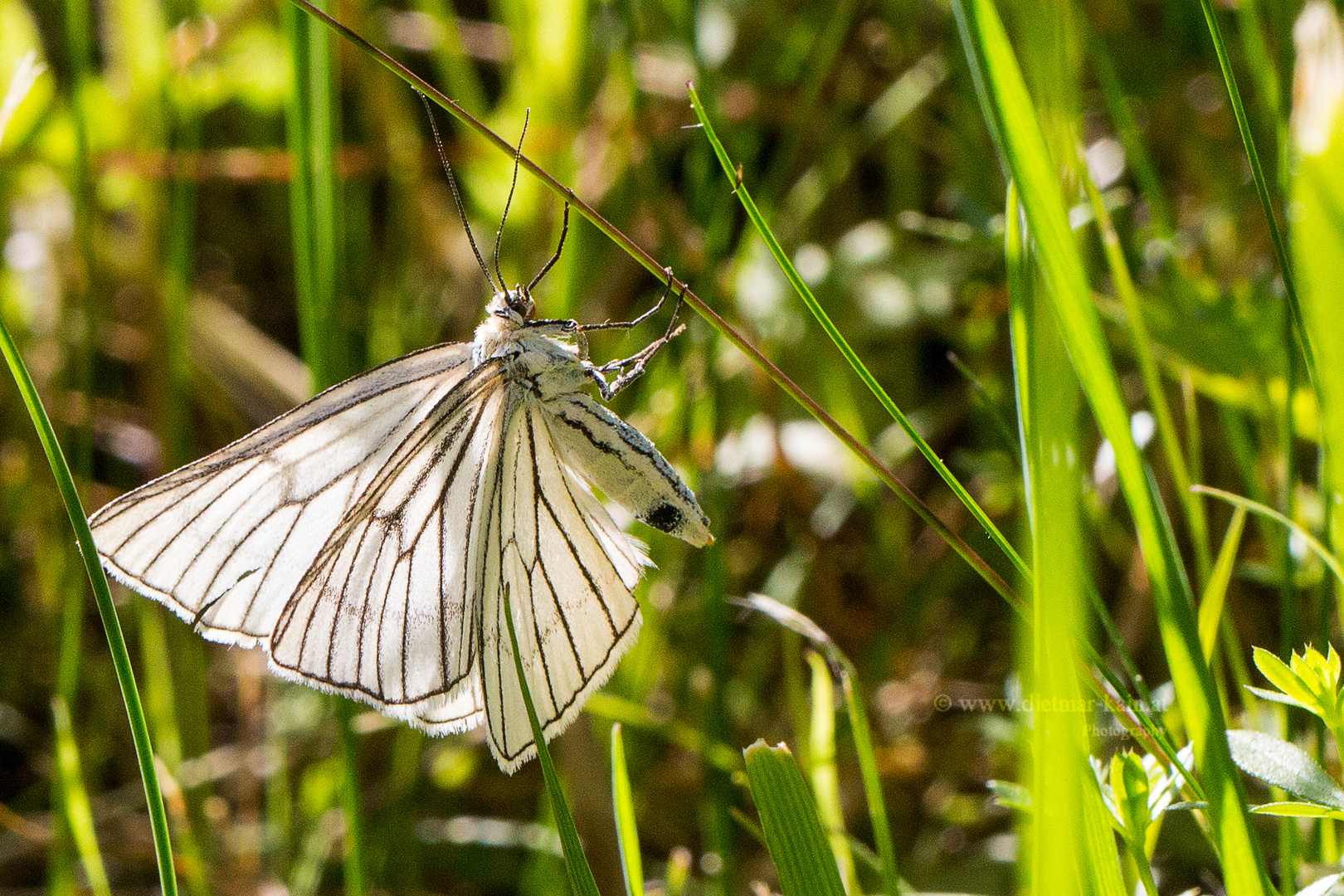 Hartheu-Spanner (Siona lineata) ist ein Schmetterling (Nachtfalter) aus der Familie der Spanner 0614