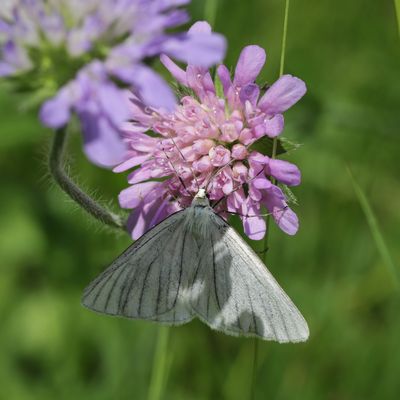 Hartheuspanner (2018_05_31_EOS 6D Mark II_3454_ji)