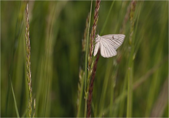 Hartheuspanner beim Abflug