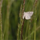 Hartheuspanner beim Abflug