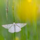 Hartheuspanner in Butterblumenwiese