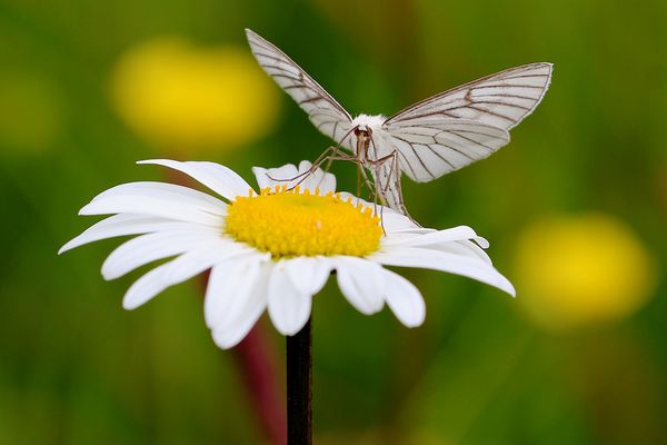 Hartheuspanner - klare Linien