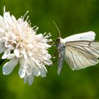 Hartheuspanner (Siona lineata)