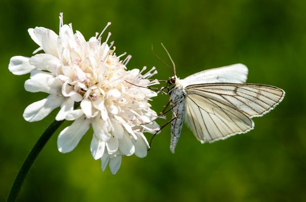 Hartheuspanner (Siona lineata)