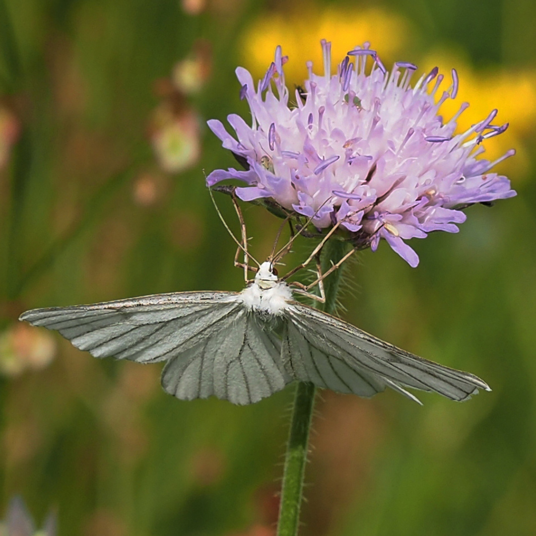 Hartheuspanner (Siona lineata)