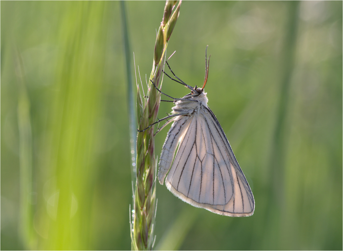 Hartheuspanner (Siona lineata)