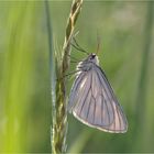 Hartheuspanner (Siona lineata)