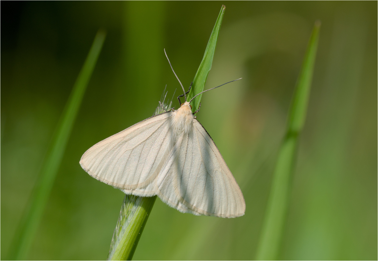 Hartheuspanner (Siona lineata)