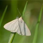 Hartheuspanner (Siona lineata)