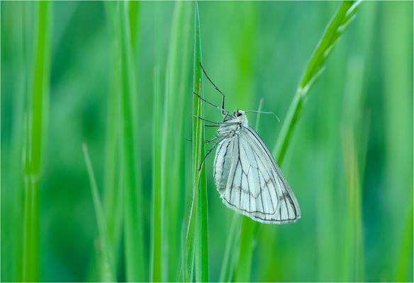 Hartheuspanner (Siona lineata)