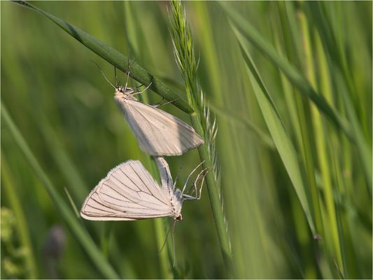 Hartheuspanner (Siona lineata); Kopula