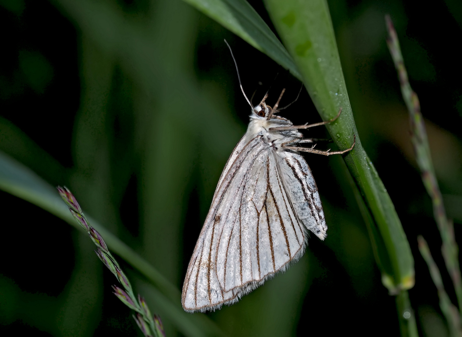 Hartheuspanner (Siona Lineata) - Un papillon de nuit...