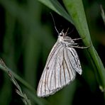 Hartheuspanner (Siona Lineata) - Un papillon de nuit...