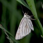 Hartheuspanner (Siona Lineata) - Un papillon de nuit...