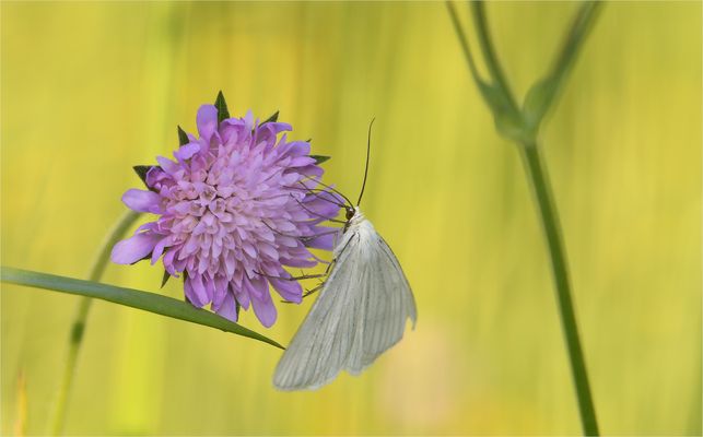 *Hartheuspanner & Skabiose*