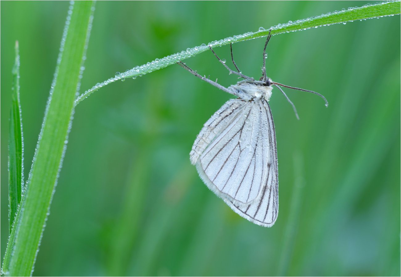 Hartheuspannner (Siona lineata)