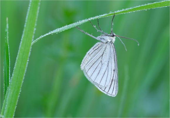 Hartheuspannner (Siona lineata)