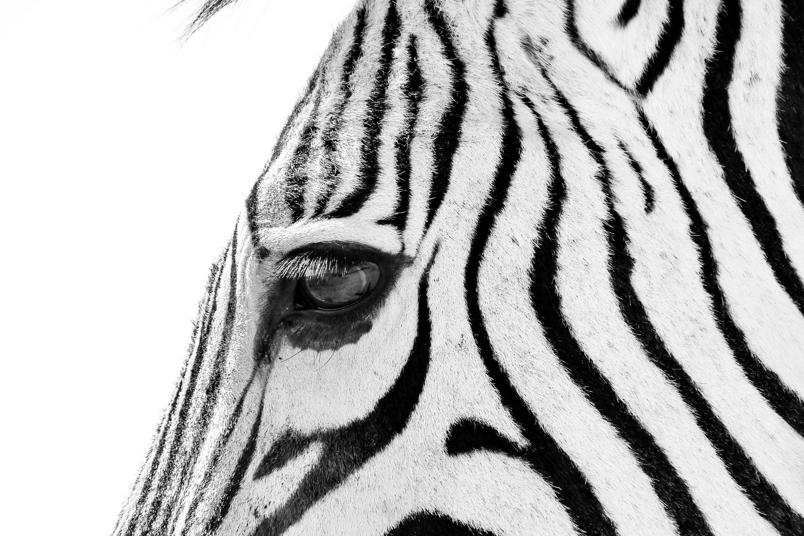 Hartmann Berg-Zebra Close up 