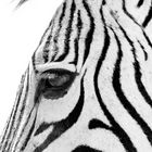 Hartmann Berg-Zebra Close up 