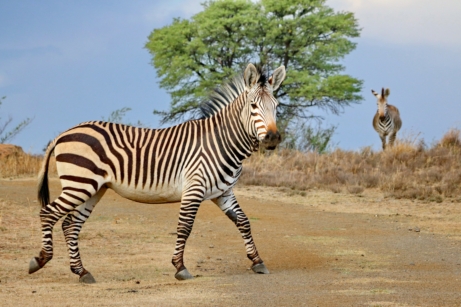 Hartmann Berg-Zebra Hengst 