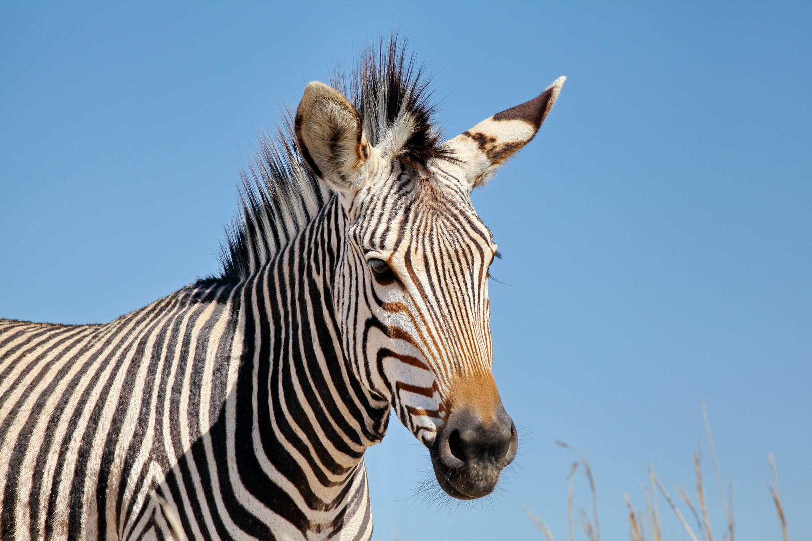 Hartmann Berg Zebra Portrait 