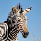 Hartmann Berg Zebra Portrait 