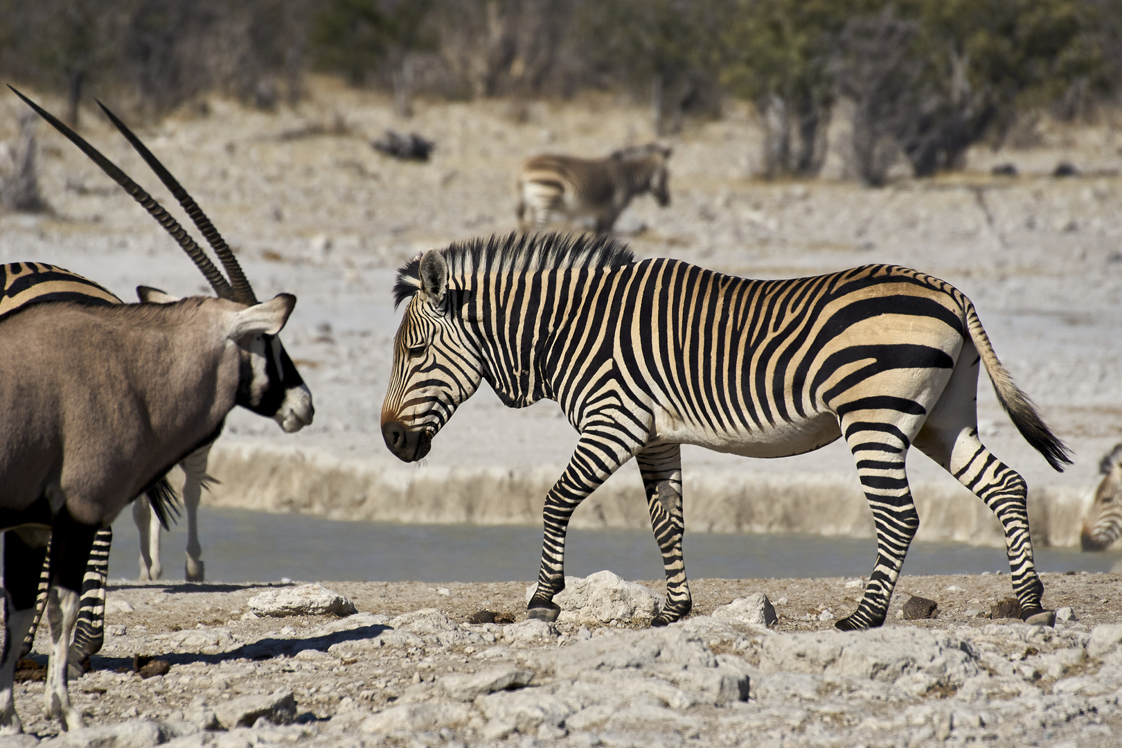 Hartmann Bergzebra 