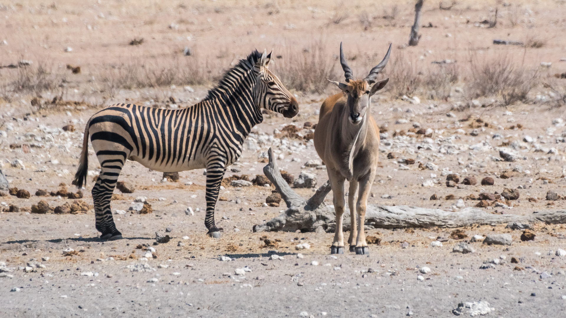 Hartmann Bergzebra mit Elenantilope  