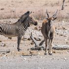 Hartmann Bergzebra mit Elenantilope  