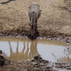 Hartmann Bergzebra mit Spiegelung