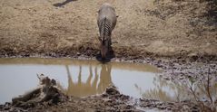 Hartmann Bergzebra mit Spiegelung