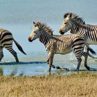 Hartmann Mountain Zebras im Wasser 1070199