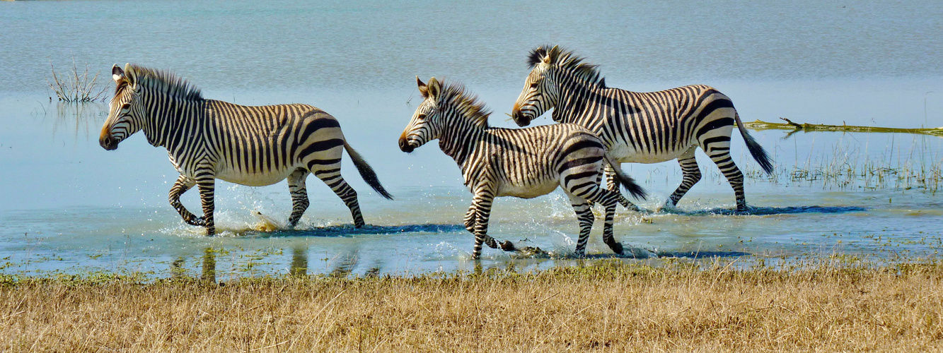 Hartmann Mountain Zebras im Wasser 1070199