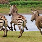 Hartmanns Berg Zebras in Aktion - panorama