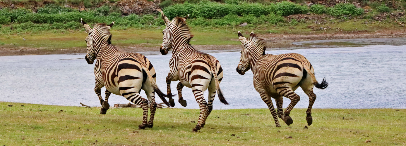 Hartmanns Berg Zebras in Aktion - panorama