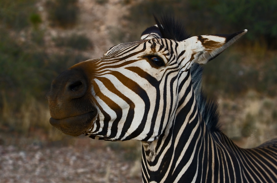 Hartmanns Bergzebra in der Abendsonne