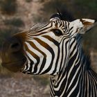 Hartmanns Bergzebra in der Abendsonne