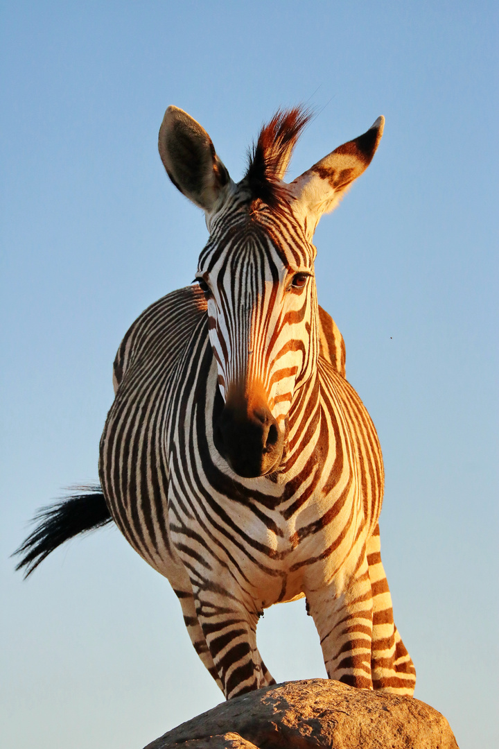 Hartmanns Bergzebra Selfie