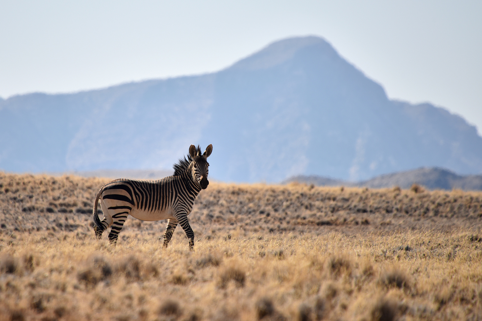 Hartman`s Mountain Zebra - Namibia