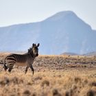 Hartman`s Mountain Zebra - Namibia