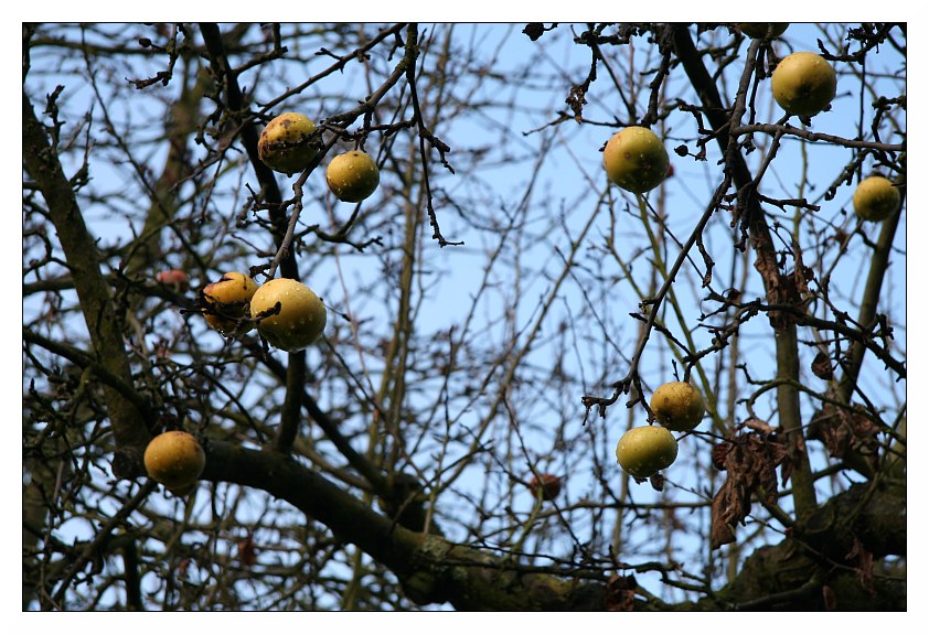 Hartnäckig verweilen sie am Baum...