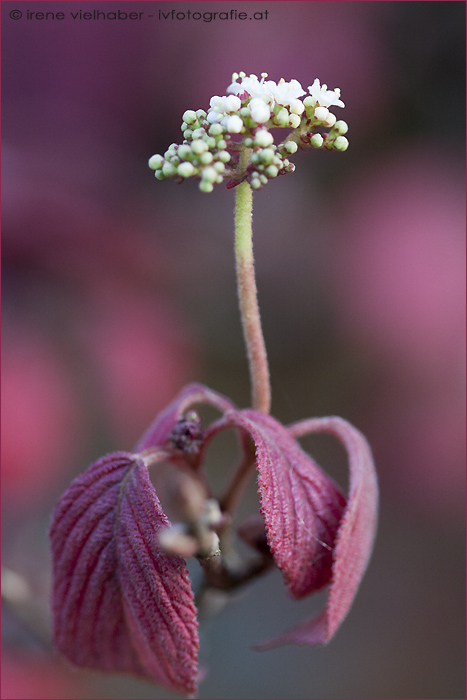 Hartriegel Blüte