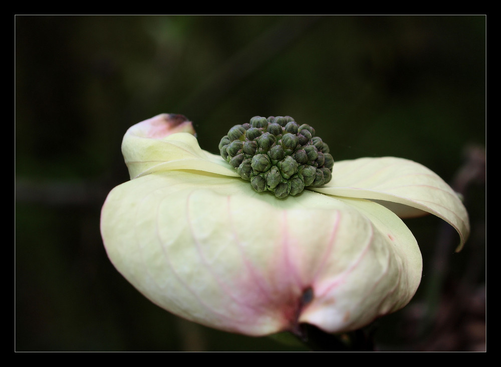 Hartriegel Blüte