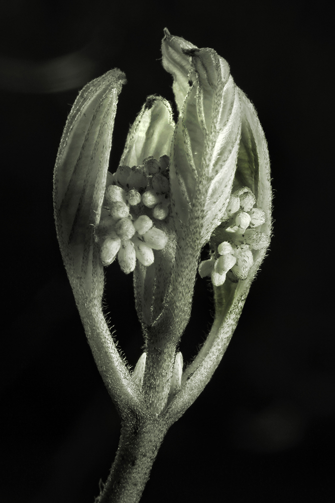 Hartriegel-Blüte