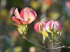 Hartriegel-Blüten