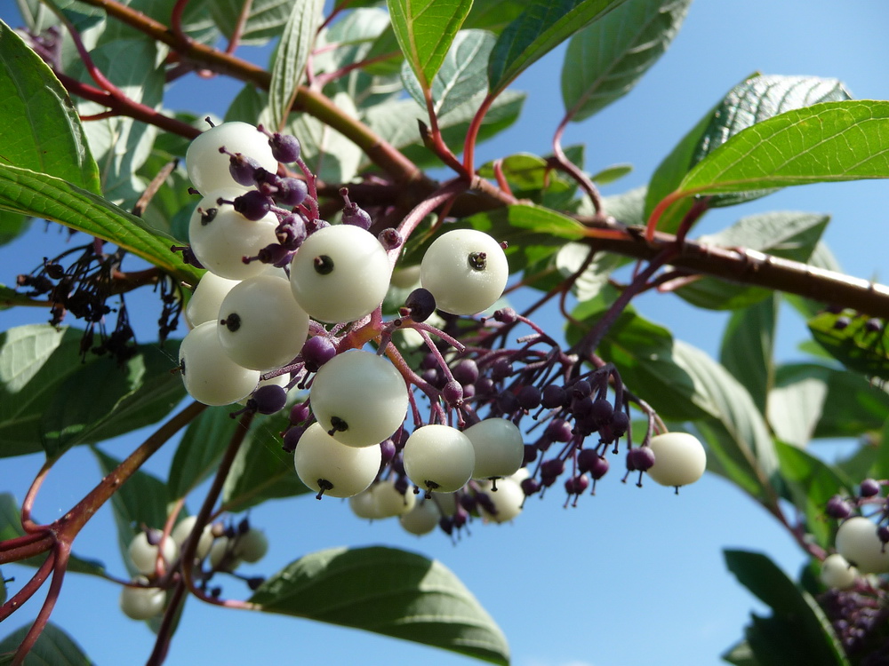 Hartriegel (Cornus alba)