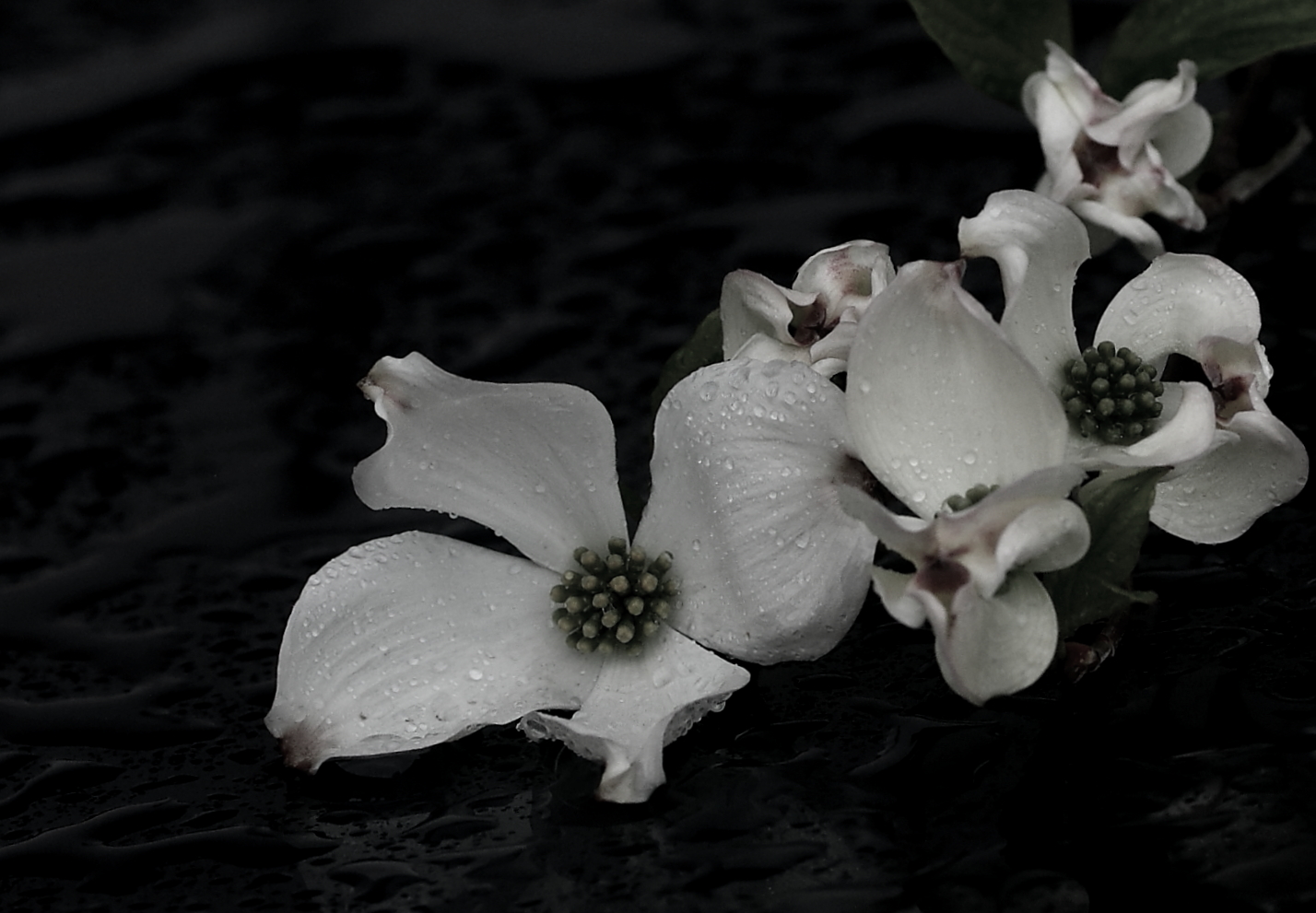 Hartriegel, Cornus Florida