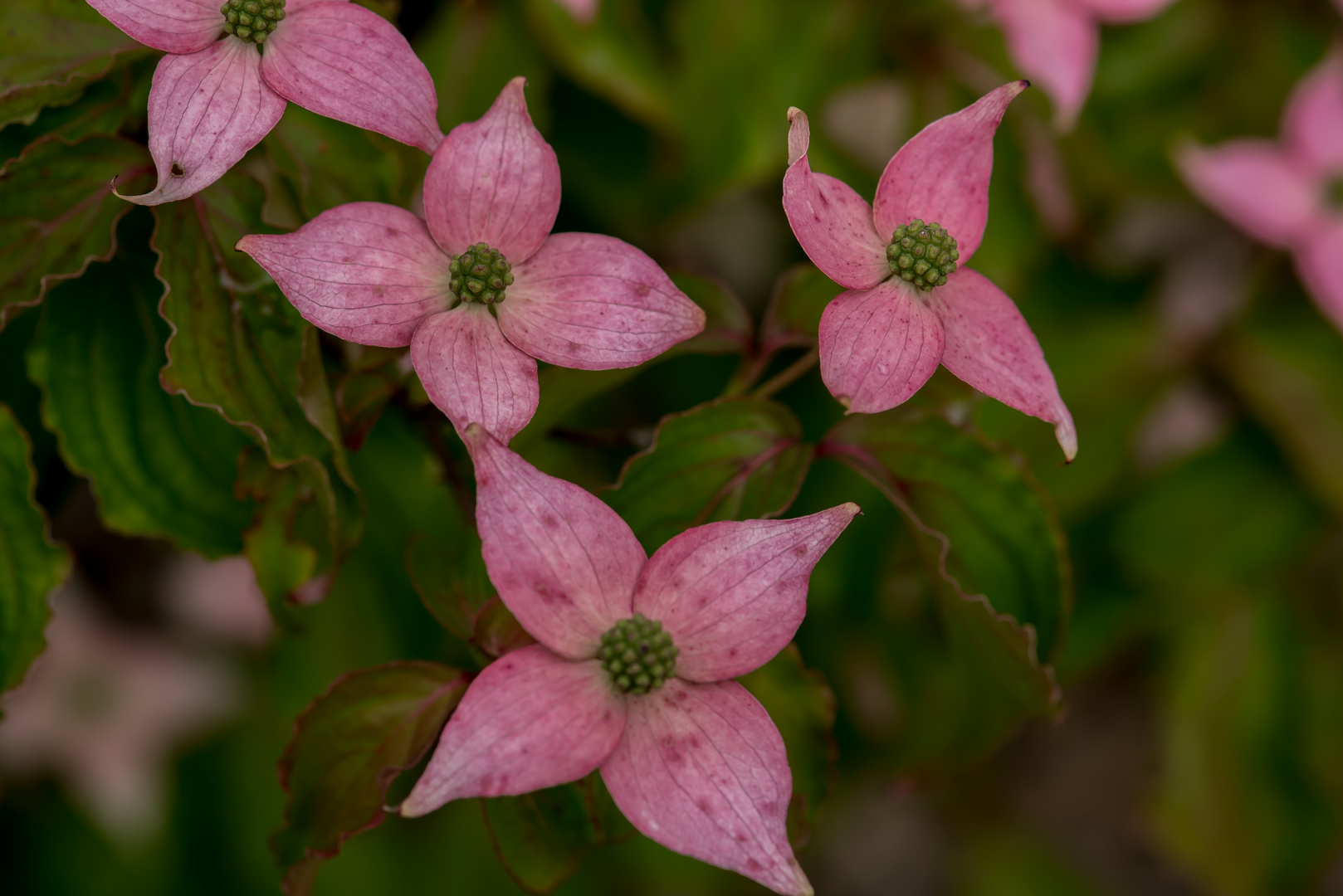 Hartriegel (Cornus florida 'Rubra)