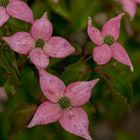 Hartriegel (Cornus florida 'Rubra)