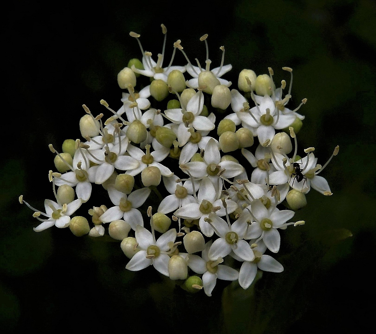 Hartriegel (Corus alba)...